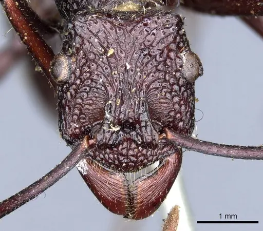 Rhytidoponera mayri - CASENT0903814