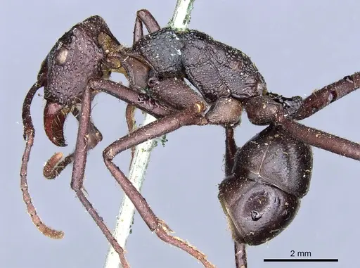 Rhytidoponera mayri - CASENT0903814