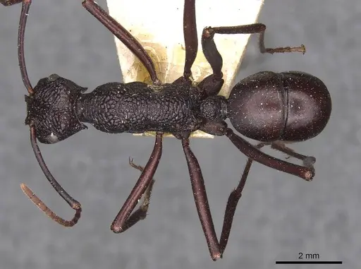 Rhytidoponera mayri - CASENT0907149