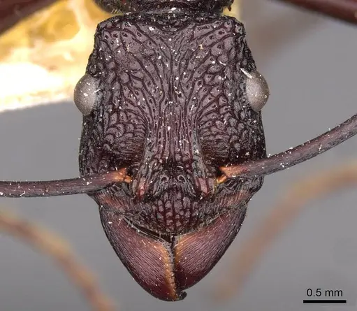 Rhytidoponera mayri - CASENT0907149