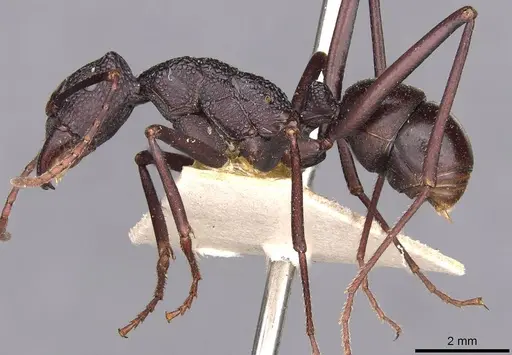 Rhytidoponera mayri - CASENT0907149