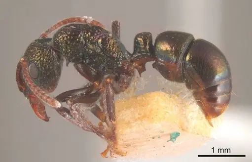 Rhytidoponera metallica specimen