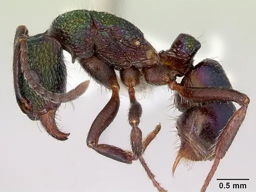 Rhytidoponera metallica - CASENT0172345