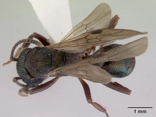 Rhytidoponera metallica - CASENT0172346