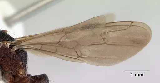 Rhytidoponera metallica - CASENT0172346