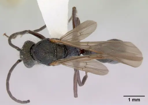 Rhytidoponera metallica - CASENT0172347