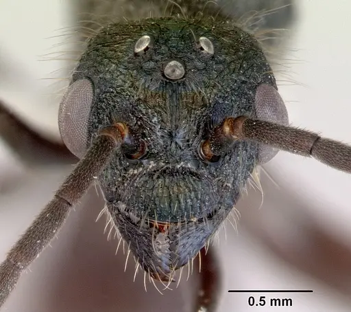 Rhytidoponera metallica - CASENT0172347