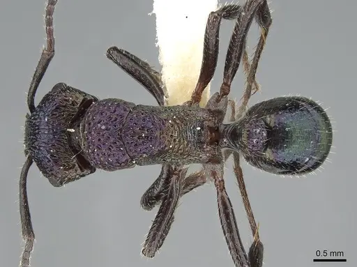 Rhytidoponera metallica - CASENT0281263