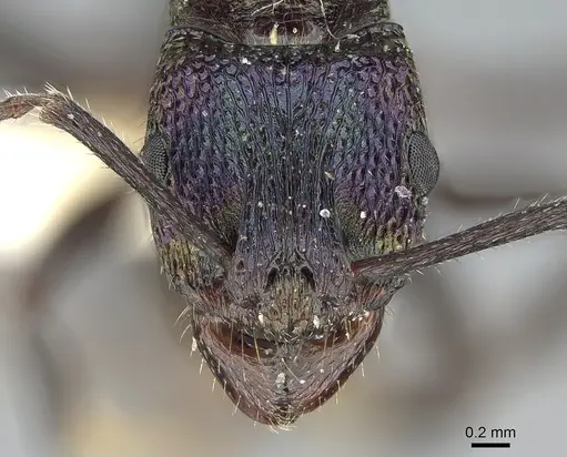 Rhytidoponera metallica - CASENT0281263