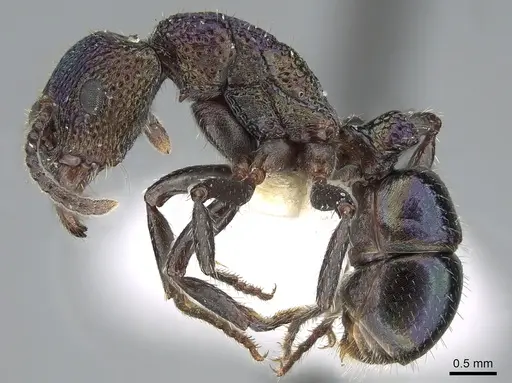 Rhytidoponera metallica - CASENT0281263