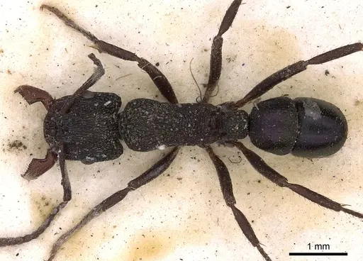 Rhytidoponera metallica - CASENT0900527