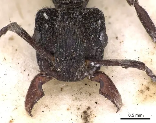 Rhytidoponera metallica - CASENT0900527