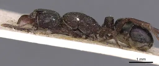 Rhytidoponera metallica - CASENT0900527