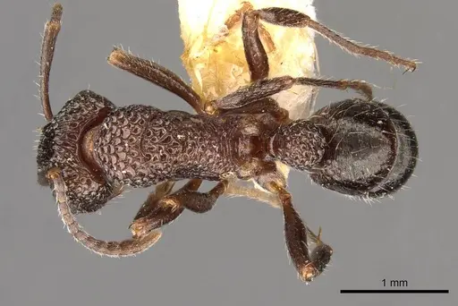 Rhytidoponera metallica - CASENT0907159