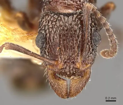 Rhytidoponera metallica - CASENT0907159