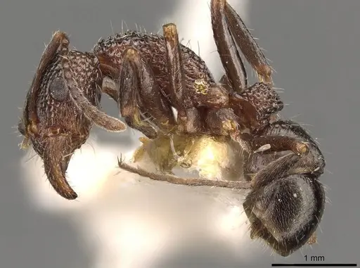 Rhytidoponera metallica - CASENT0907159