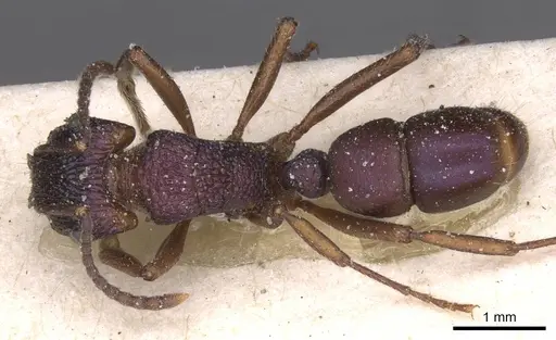 Rhytidoponera metallica - CASENT0915139