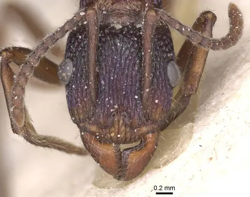 Rhytidoponera metallica - CASENT0915139