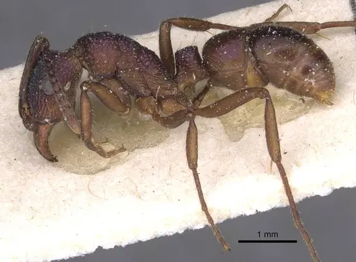 Rhytidoponera metallica - CASENT0915139