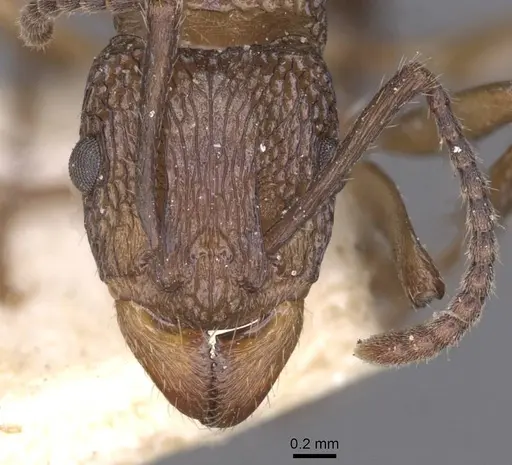 Rhytidoponera metallica - CASENT0915140