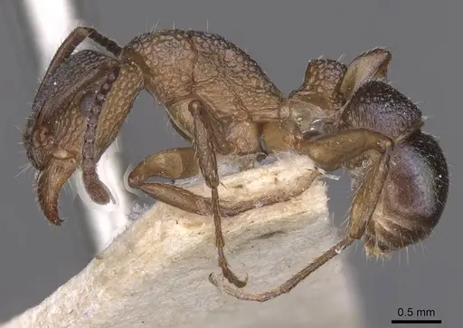 Rhytidoponera metallica - CASENT0915140