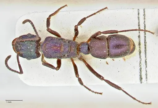 Rhytidoponera metallica - FOCOL2887