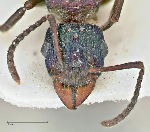 Rhytidoponera metallica - FOCOL2887