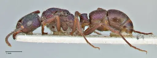 Rhytidoponera metallica - FOCOL2887