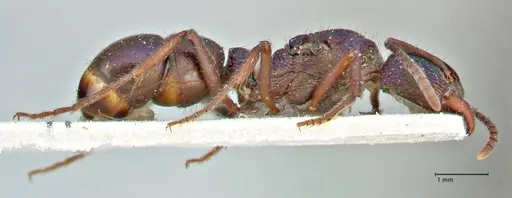 Rhytidoponera metallica - FOCOL2887