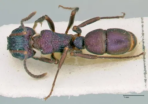 Rhytidoponera metallica - FOCOL2888