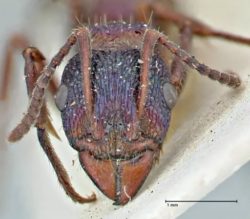 Rhytidoponera metallica - FOCOL2888