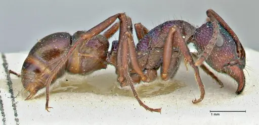 Rhytidoponera metallica - FOCOL2888