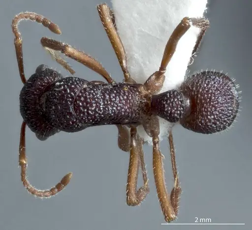 Rhytidoponera metallica - JDM32-002929