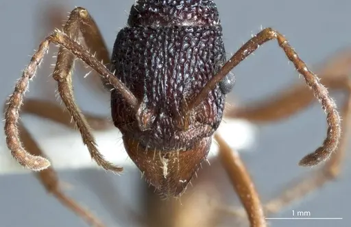 Rhytidoponera metallica - JDM32-002929