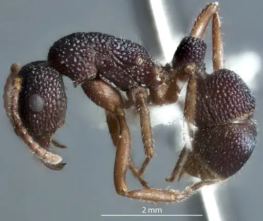 Rhytidoponera metallica - JDM32-002929