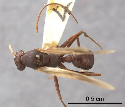 Rhytidoponera micans specimen