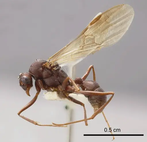 Rhytidoponera micans specimen