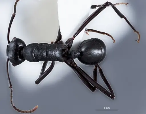 Rhytidoponera micans - ANTWEB1041390