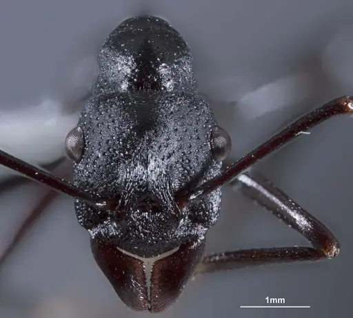 Rhytidoponera micans - ANTWEB1041390