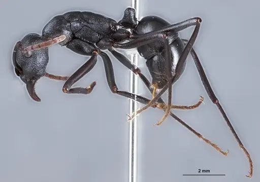 Rhytidoponera micans - ANTWEB1041390