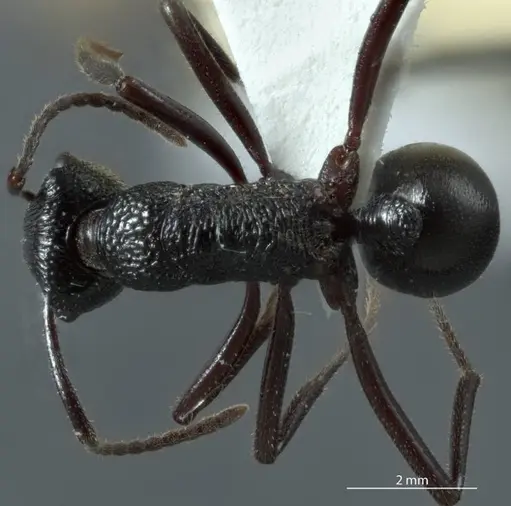 Rhytidoponera micans - JDM32-002936