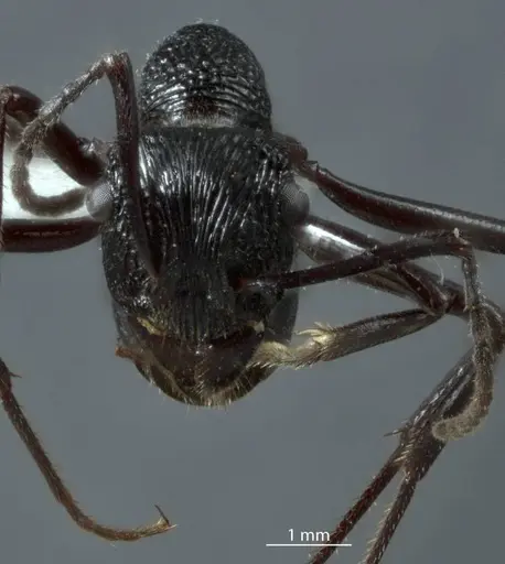 Rhytidoponera micans - JDM32-002936