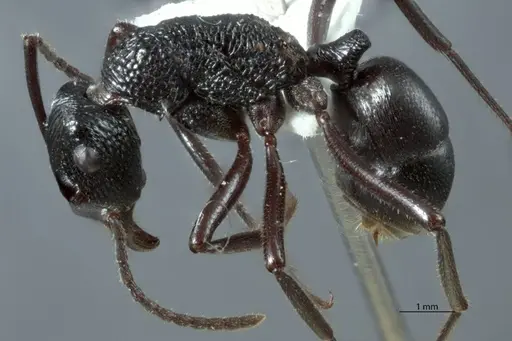 Rhytidoponera micans - JDM32-002936