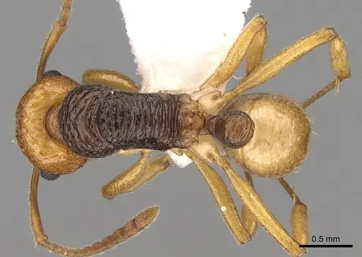 Rhytidoponera mimica specimen