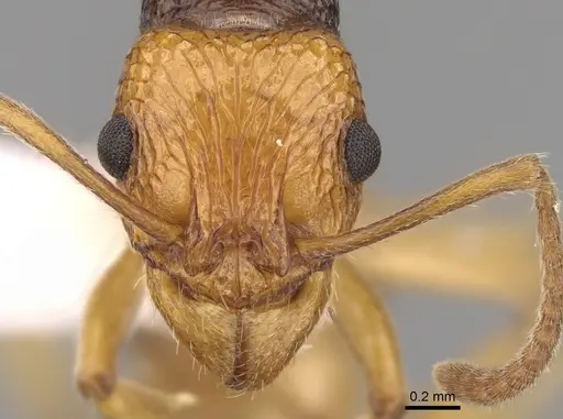 Rhytidoponera mimica specimen