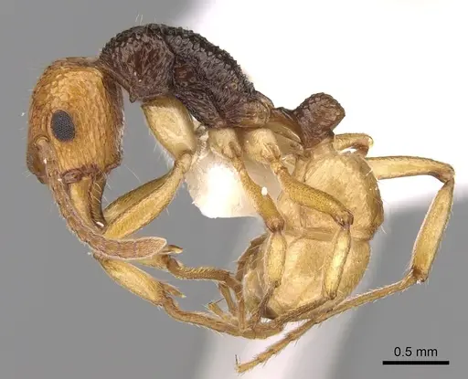 Rhytidoponera mimica specimen