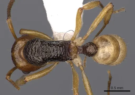 Rhytidoponera mimica - CASENT0900543