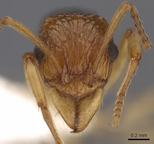 Rhytidoponera mimica - CASENT0900543