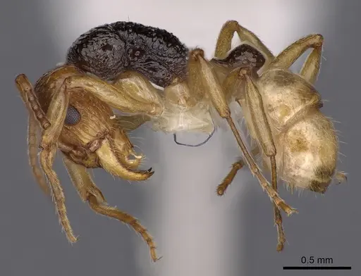 Rhytidoponera mimica - CASENT0900543