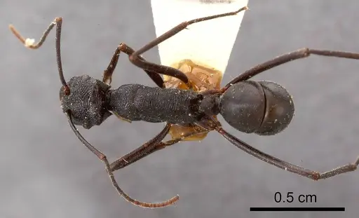 Rhytidoponera mirabilis specimen